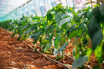 Nutzgartenbewässerung